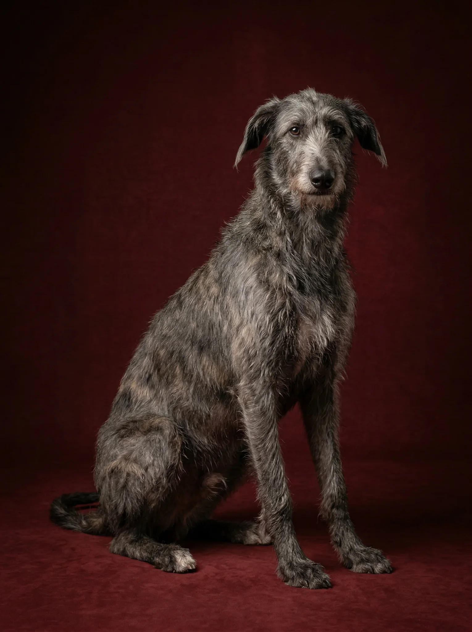 Studio portrait of a majestic Irish Wolfhound sitting against a dark textured red background.