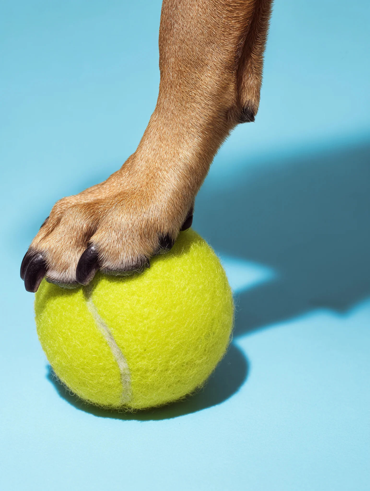 AI macro shot of a dog's paw on a yellow tennis ball against a blue background.