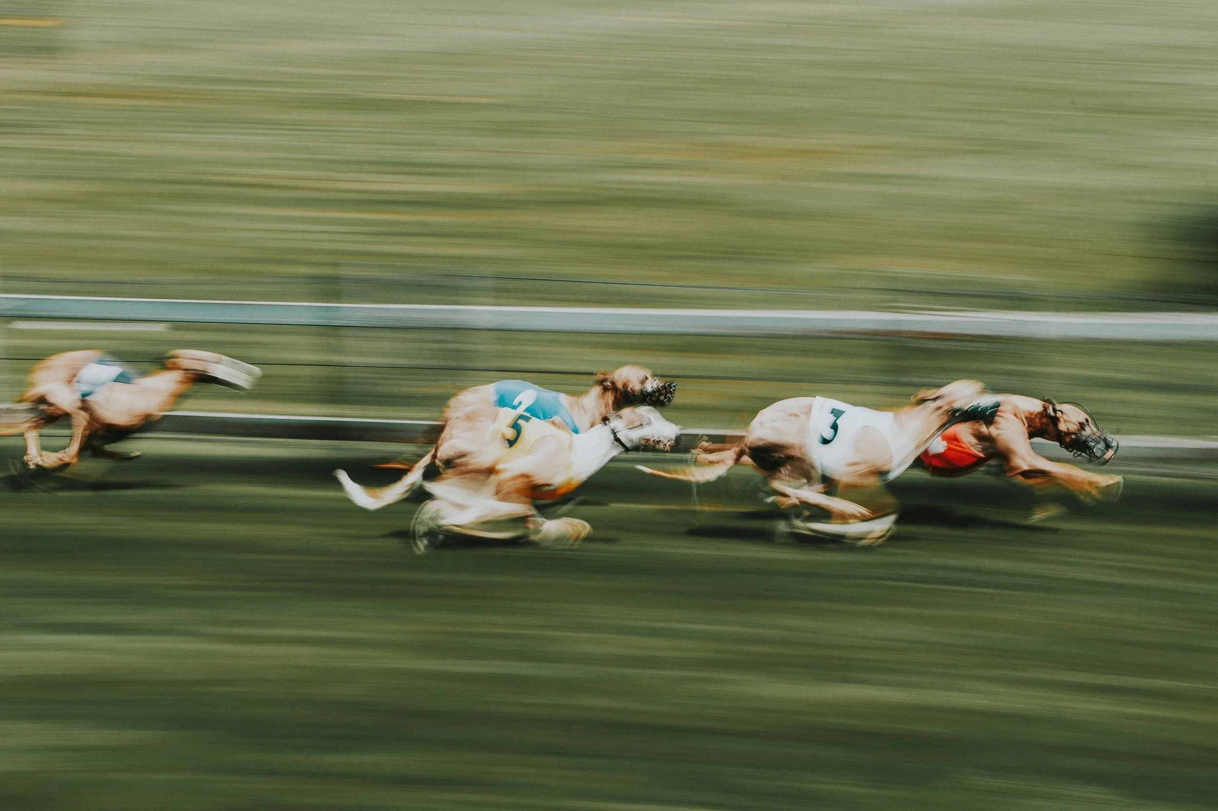 DOG RACE